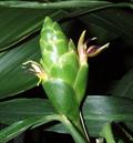 Zingiber officinale
